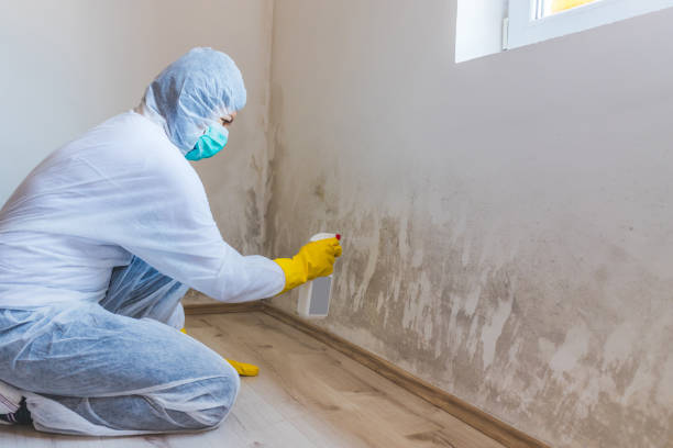 Licensed Black Mold Removal service in Spring City, PA - WQB Mold Removal