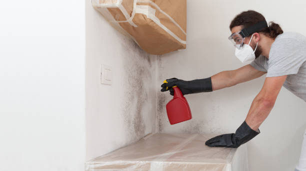 Professional Black Mold Removal technician working in Spring City, PA