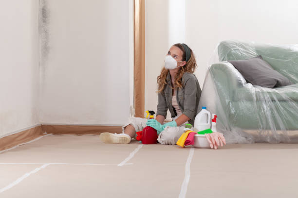 Trusted Black Mold Removal service in Spring City, PA - WQB Mold Removal